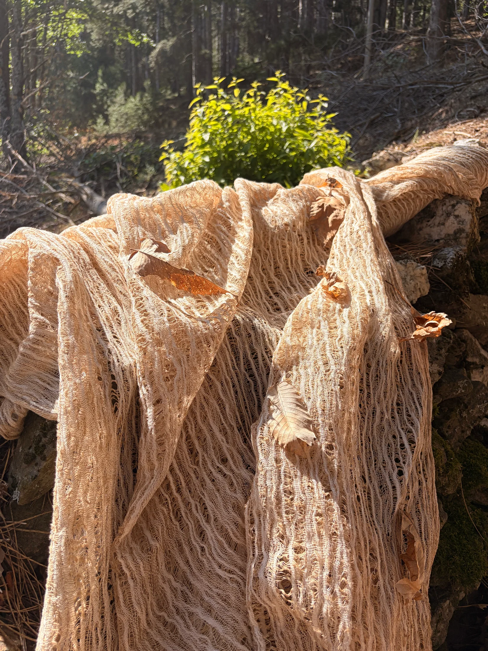 Arakne camel